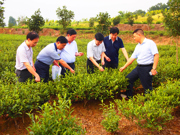 農(nóng)業(yè)部專家組一行蒞臨廣義國家級茶葉標準園檢查指導